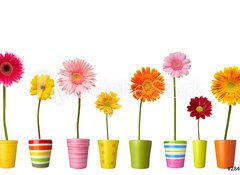 Samolepka flie 100 x 73  flower nature garden botany daisy bloom pot, 100 x 73 cm