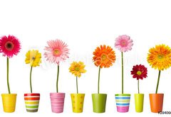 Samolepka flie 145 x 100  flower nature garden botany daisy bloom pot, 145 x 100 cm