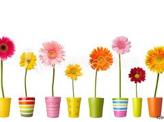 Samolepka flie 270 x 200  flower nature garden botany daisy bloom pot, 270 x 200 cm