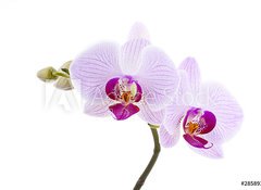 Fototapeta vliesov 100 x 73, 28589328 - Pink Orchid - Rov orchidej