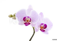 Fototapeta vliesov 200 x 144, 28589328 - Pink Orchid - Rov orchidej