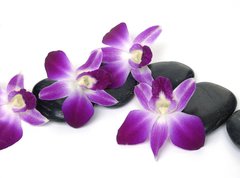 Fototapeta vliesov 270 x 200, 28681934 - Spa essentials-orchid with pyramid of stones - Lzesk poteby