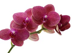 Fototapeta Macro of a beautiful pink orchid, 100 x 73 cm