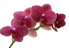 Fototapeta145 x 100  Macro of a beautiful pink orchid, 145 x 100 cm