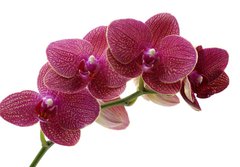 Fototapeta184 x 128  Macro of a beautiful pink orchid, 184 x 128 cm