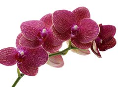 Fototapeta270 x 200  Macro of a beautiful pink orchid, 270 x 200 cm