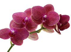 Fototapeta360 x 266  Macro of a beautiful pink orchid, 360 x 266 cm