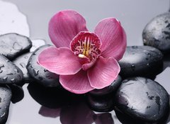 Samolepka flie 100 x 73  Macro of red orchid on stone with water drops, 100 x 73 cm