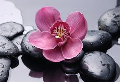 Fototapeta174 x 120  Macro of red orchid on stone with water drops, 174 x 120 cm