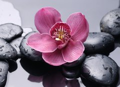 Fototapeta vliesov 200 x 144, 28703527 - Macro of red orchid on stone with water drops