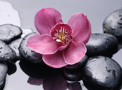 Fototapeta330 x 244  Macro of red orchid on stone with water drops, 330 x 244 cm