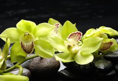 Fototapeta pltno 174 x 120, 28704668 - Wellness concept with zen stone and orchid