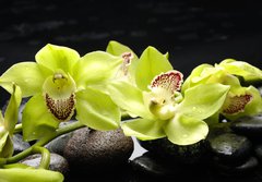 Fototapeta papr 184 x 128, 28704668 - Wellness concept with zen stone and orchid