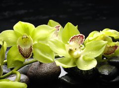 Fototapeta pltno 330 x 244, 28704668 - Wellness concept with zen stone and orchid