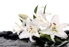 Samolepka flie 145 x 100, 28705565 - madonna lily and spa stone