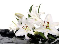 Fototapeta vliesov 270 x 200, 28705565 - madonna lily and spa stone