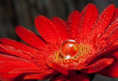 Fototapeta145 x 100  rote Gerbera mit Wassertropfen, 145 x 100 cm