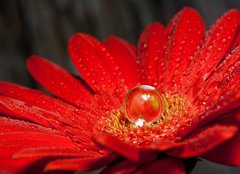 Fototapeta160 x 116  rote Gerbera mit Wassertropfen, 160 x 116 cm