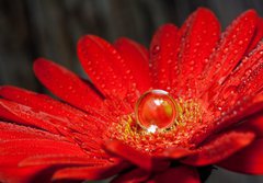 Fototapeta papr 184 x 128, 28762930 - rote Gerbera mit Wassertropfen