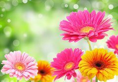 Fototapeta papr 184 x 128, 28808382 - Nature romance