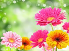 Samolepka flie 270 x 200, 28808382 - Nature romance