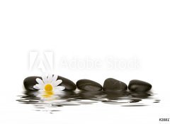 Fototapeta vliesov 100 x 73, 2881748 - spa stones and daisy