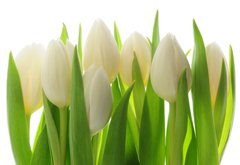Samolepka flie 145 x 100  Tulips, 145 x 100 cm