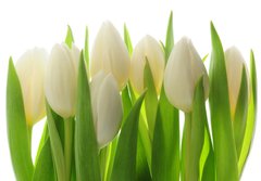 Fototapeta papr 184 x 128, 28819889 - Tulips - Tulipny