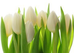 Samolepka flie 200 x 144, 28819889 - Tulips