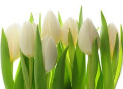 Fototapeta254 x 184  Tulips, 254 x 184 cm