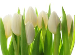 Fototapeta330 x 244  Tulips, 330 x 244 cm