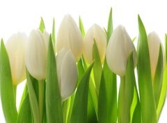 Fototapeta360 x 266  Tulips, 360 x 266 cm