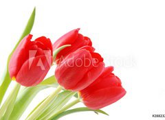 Samolepka flie 100 x 73, 28823275 - Tulpen