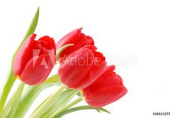 Samolepka flie 145 x 100, 28823275 - Tulpen