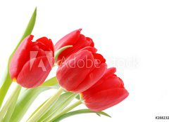 Fototapeta pltno 240 x 174, 28823275 - Tulpen