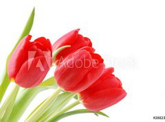 Samolepka flie 270 x 200, 28823275 - Tulpen