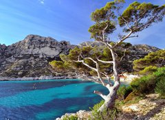 Samolepka flie 100 x 73, 28863354 - Pin du littoral dans les calanques de Marseille