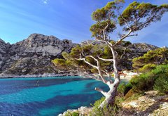 Fototapeta145 x 100  Pin du littoral dans les calanques de Marseille, 145 x 100 cm