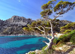 Fototapeta vliesov 200 x 144, 28863354 - Pin du littoral dans les calanques de Marseille