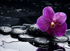 Fototapeta papr 254 x 184, 28907297 - still life with pebble and orchid with water drops