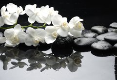 Fototapeta145 x 100  Close up white orchid with stone water drops, 145 x 100 cm