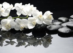 Fototapeta160 x 116  Close up white orchid with stone water drops, 160 x 116 cm