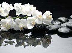 Fototapeta270 x 200  Close up white orchid with stone water drops, 270 x 200 cm