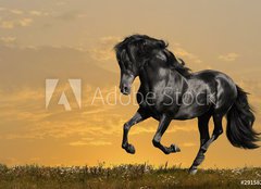 Fototapeta pltno 160 x 116, 29158232 - black horse runs gallop - ern k b cval