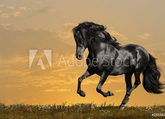 Fototapeta200 x 144  black horse runs gallop, 200 x 144 cm