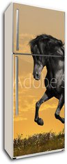 Samolepka na lednici fólie 80 x 200, 29158232 - black horse runs gallop - černý ků běží cval