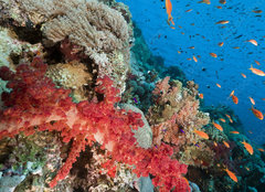 Fototapeta pltno 160 x 116, 29193498 - Marine life in the Red Sea. - Mosk ivot v Rudm moi.
