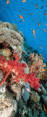 Samolepka na dvee flie 90 x 220, 29193498 - Marine life in the Red Sea. - Mosk ivot v Rudm moi.