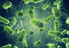 Fototapeta papr 184 x 128, 294688255 - Pathogenic Salmonella Bacteria, Microbiological research