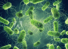 Samolepka flie 200 x 144, 294688255 - Pathogenic Salmonella Bacteria, Microbiological research